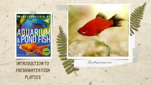 [Ebook] Encyclopedia of Aquarium & Pond Fish - Directory of Freshwater Fish - Livebearers - Platies