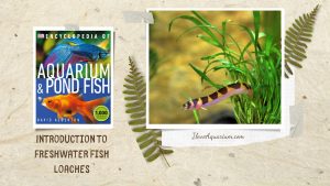 [Ebook] Encyclopedia of Aquarium & Pond Fish - Directory of Freshwater Fish - Loaches