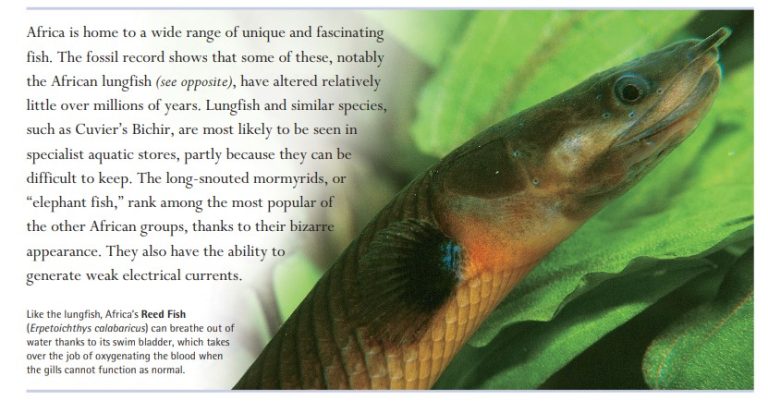 Like the lungfish, Africa’s Reed Fish (Erpetoichthys calabaricus) can breathe out of water thanks to its swim bladder, which takes over the job of oxygenating the blood when the gills cannot function as normal.