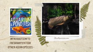[Ebook] Encyclopedia of Aquarium & Pond Fish - Directory of Freshwater Fish - Other Asian species