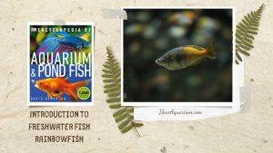 [Ebook] Encyclopedia of Aquarium & Pond Fish - Directory of Freshwater Fish - Rainbowfish