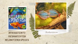 [Ebook] Encyclopedia of Aquarium & Pond Fish - Directory of Freshwater Fish - Rainbowfish - Melanotoenia species
