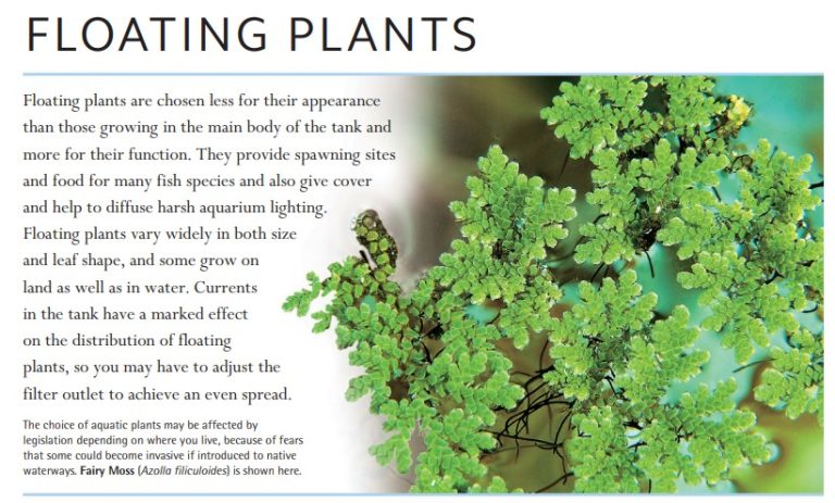 The choice of aquatic plants may be affected by legislation depending on where you live, because of fears that some could become invasive if introduced to native waterways. Fairy Moss (Azolla filiculoides) is shown here.