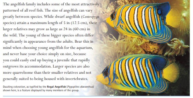 Dazzling coloration, as typified by the Regal Angelfish (Pygoplites diacanthus) shown here, is a feature displayed by many members of the group.