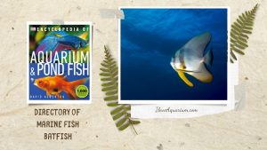[Ebook] Encyclopedia of Aquarium & Pond Fish - Directory of Marine Fish - Batfish