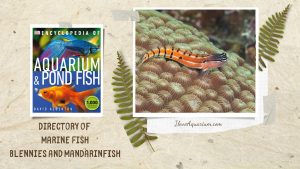 [Ebook] Encyclopedia of Aquarium & Pond Fish - Directory of Marine Fish - Blennies and Mandarinfish