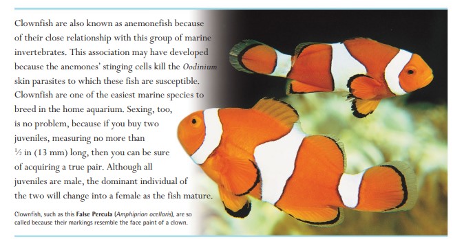 Clownfish, such as this False Percula (Amphiprion ocellaris), are so called because their markings resemble the face paint of a clown.