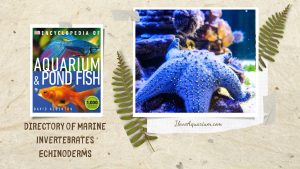[Ebook] Encyclopedia of Aquarium & Pond Fish - Directory of Marine Invertebrates - Echinoderms