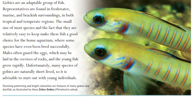 Stunning patterning and bright coloration are features of many gobies and dartfish, as illustrated by these Zebra Gobies (Ptereleotris zebra).