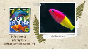 [Ebook] Encyclopedia of Aquarium & Pond Fish - Directory of Marine Fish - Grammas, Dottybacks and Basslets