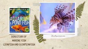 [Ebook] Encyclopedia of Aquarium & Pond Fish - Directory of Marine Fish - Lionfish and Scorpionfish