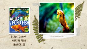 [Ebook] Encyclopedia of Aquarium & Pond Fish - Directory of Marine Fish - Sea Horses
