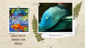 [Ebook] Encyclopedia of Aquarium & Pond Fish - Directory of Marine Fish - Wrasse