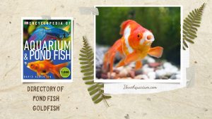 [Ebook] Encyclopedia of Aquarium & Pond Fish - Directory of Pond Fish - Goldfish