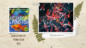 [Ebook] Encyclopedia of Aquarium & Pond Fish - Directory of Pond Fish - Koi