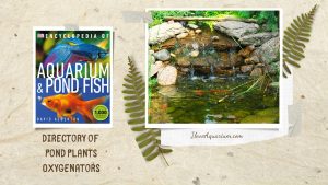 [Ebook] Encyclopedia of Aquarium & Pond Fish - Directory of Pond Plants - Oxygenators