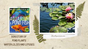 [Ebook] Encyclopedia of Aquarium & Pond Fish - Directory of Pond Plants - Water Lilies and Lotuses