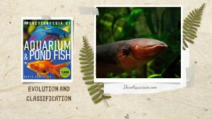 [Ebook] Encyclopedia of Aquarium & Pond Fish - Introduction to FISHKEEPING - Evolution and classification