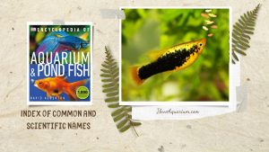 [Ebook] Encyclopedia of Aquarium & Pond Fish - Index of common and scientific names