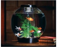 Simple, compact, low-maintenance, acrylic tanks, such as this stylish BiOrb, make fishkeeping more accessible to the beginner.