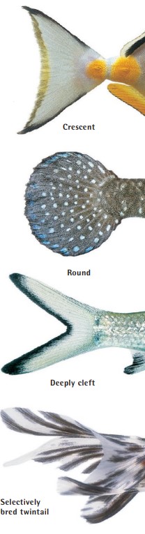 The shape of the caudal (tail) fin varies between species, and greatly affects swimming ability. Fish with deeply forked tails rank among the most powerful swimmers. In some cases, the tail has become enlarged naturally, or by selective breeding, into a more decorative feature.