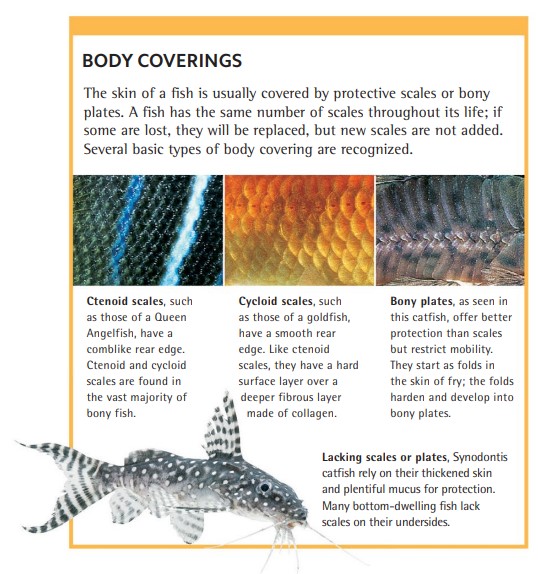 Ctenoid scales, such as those of a Queen Angelfish, have a comblike rear edge. Ctenoid and cycloid scales are found in the vast majority of bony fish.- Ctenoid scales, such as those of a Queen Angelfish, have a comblike rear edge. Ctenoid and cycloid scales are found in the vast majority of bony fish. - Cycloid scales, such as those of a goldfish, have a smooth rear edge. Like ctenoid scales, they have a hard surface layer over a deeper fibrous layer made of collagen. - Bony plates, as seen in this catfish, offer better protection than scales but restrict mobility. They start as folds in the skin of fry; the folds harden and develop into bony plates. Lacking scales or plates, Synodontis catfish rely on their thickened skin and plentiful mucus for protection. Many bottom-dwelling fish lack scales on their undersides.