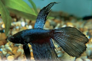 The elaborate fins of the domesticated male Siamese Fighting Fish (see pp.104–106) are larger and more flamboyant than in its wild counterparts. Fish have been bred selectively for this characteristic.
