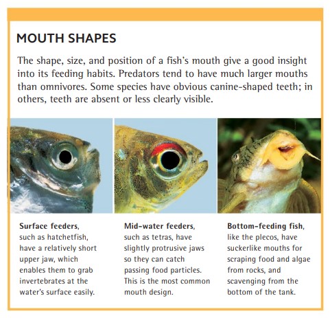 The shape, size, and position of a fish’s mouth give a good insight into its feeding habits. Predators tend to have much larger mouths than omnivores. Some species have obvious canine-shaped teeth; in others, teeth are absent or less clearly visible. 1 - Surface feeders, such as hatchetfish, have a relatively short upper jaw, which enables them to grab invertebrates at the water’s surface easily. 2 - Mid-water feeders, such as tetras, have slightly protrusive jaws so they can catch passing food particles. This is the most common mouth design. 3 - Bottom-feeding fish, like the plecos, have suckerlike mouths for scraping food and algae from rocks, and scavenging from the bottom of the tank.