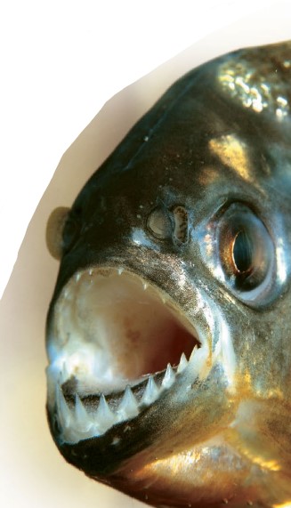 The bladelike teeth of the piranha enable the fish to bite chunks out of its quarry. Fish teeth can be found in a variety of places. Some species have them on their jaw bones or on the bones of the roof of the mouth; others have patches of teeth on the tongue or pads of teeth on the gill arches in the throat.
