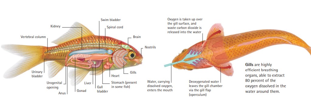 Fish have many organs—such as the brain, stomach, liver, and kidneys—in common with humans. Others, like the gills and swim bladder, are not present in our bodies.