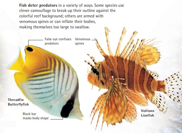 Fish deter predators in a variety of ways. Some species use clever camouflage to break up their outline against the colorful reef background; others are armed with venomous spines or can inflate their bodies, making themselves too large to swallow.