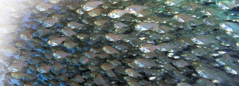 The coordinated movement of a shoal of fish increases the chances of survival of each individual. Many eyes are more effective than one at detecting danger, while swimming in close formation makes it harder for an individual to be targeted by a predator.