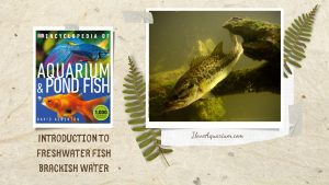 [Ebook] Encyclopedia of Aquarium & Pond Fish - Introduction to Freshwater Fish - Setting up the tank - Brackish water