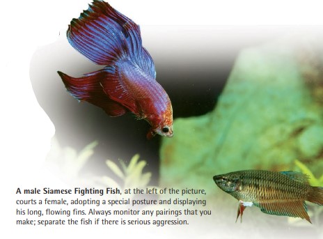 A male Siamese Fighting Fish, at the left of the picture, courts a female, adopting a special posture and displaying his long, flowing fins. Always monitor any pairings that you make; separate the fish if there is serious aggression.