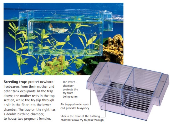 Breeding traps protect newborn livebearers from their mother and other tank occupants. In the trap above, the mother rests in the top section, while the fry slip through a slit in the floor into the lower chamber. The trap on the right has a double birthing chamber, to house two pregnant females.