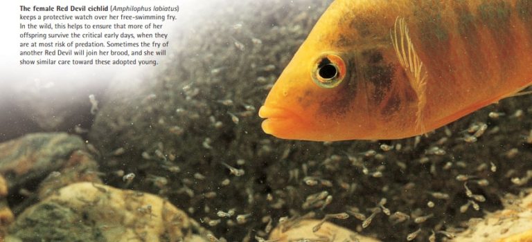 The female Red Devil cichlid (Amphilophus labiatus) keeps a protective watch over her free-swimming fry. In the wild, this helps to ensure that more of her offspring survive the critical early days, when they are at most risk of predation. Sometimes the fry of another Red Devil will join her brood, and she will show similar care toward these adopted young.