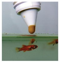 Prepared fry foods in liquid form are invaluable for feeding tiny fry, as well as larger young, such as those of various anabantoids, whose mouths are too small to take brine shrimp.
