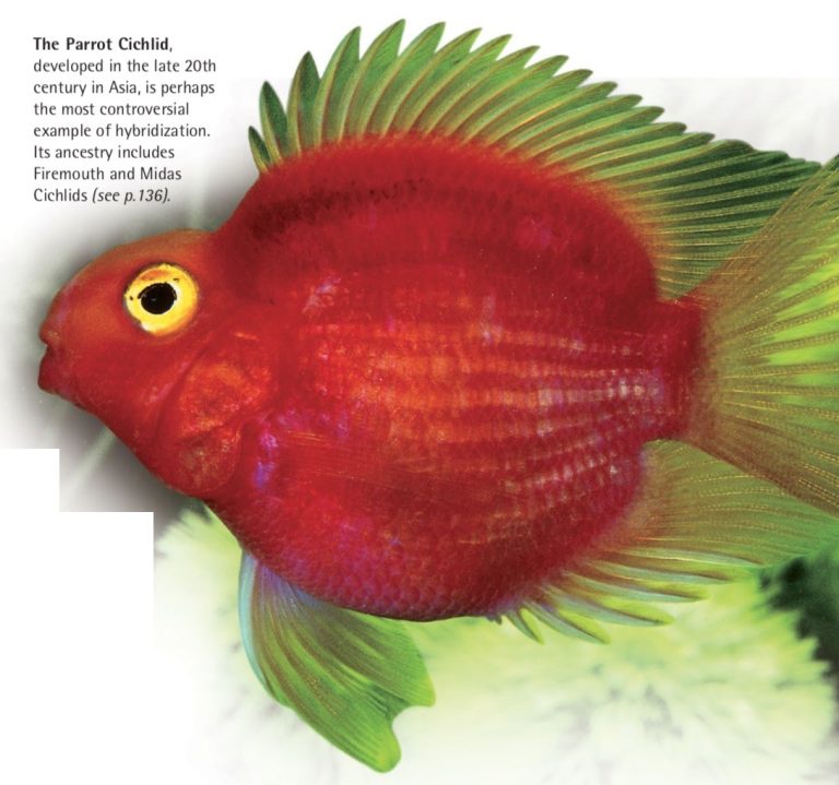 The Parrot Cichlid, developed in the late 20th century in Asia, is perhaps the most controversial example of hybridization. Its ancestry includes Firemouth and Midas Cichlids 