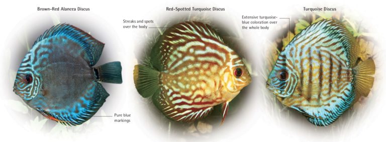 A tremendous range of color forms of the Blue Discus now exists. Naturally occurring color variants of the wild Blue Discus have been enhanced and improved by selective breeding to create the domesticated strains of today.