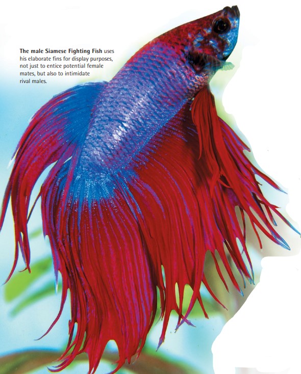 The male Siamese Fighting Fish uses his elaborate fins for display purposes, not just to entice potential female mates, but also to intimidate rival males.