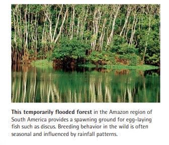 This temporarily flooded forest in the Amazon region of South America provides a spawning ground for egg-laying fish such as discus. Breeding behavior in the wild is often seasonal and influenced by rainfall patterns.