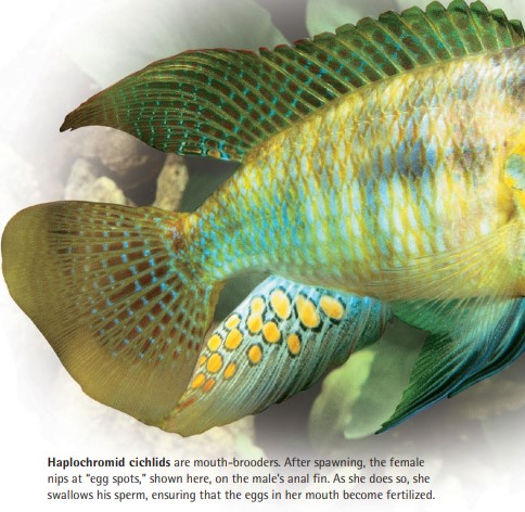 Haplochromid cichlids are mouth-brooders. After spawning, the female nips at “egg spots,” shown here, on the male’s anal fin. As she does so, she swallows his sperm, ensuring that the eggs in her mouth become fertilized