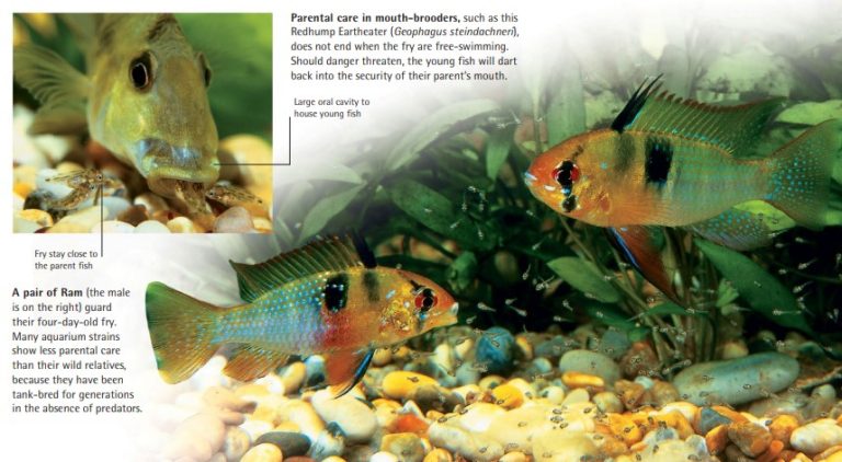 Parental care in mouth-brooders, such as this Redhump Eartheater (Geophagus steindachneri), does not end when the fry are free-swimming. Should danger threaten, the young fish will dart back into the security of their parent’s mouth. - A pair of Ram (the male is on the right) guard their four-day-old fry. Many aquarium strains show less parental care than their wild relatives, because they have been tank-bred for generations in the absence of predators.