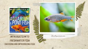 [Ebook] Encyclopedia of Aquarium & Pond Fish - Introduction to Freshwater Fish - Setting up the tank - Choosing and introducing fish
