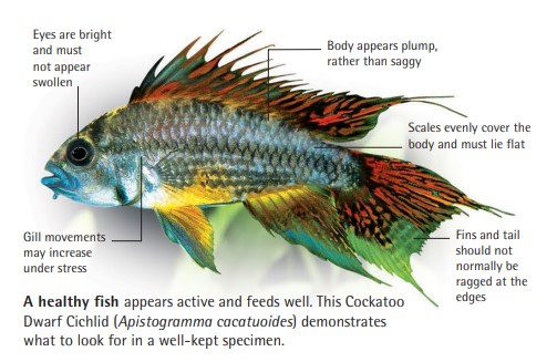 A healthy fish appears active and feeds well. This Cockatoo Dwarf Cichlid (Apistogramma cacatuoides) demonstrates what to look for in a well-kept specimen.