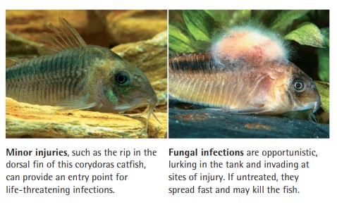 Minor injuries, such as the rip in the dorsal fin of this corydoras catfish, can provide an entry point for life-threatening infections. - Fungal infections are opportunistic, lurking in the tank and invading at sites of injury. If untreated, they spread fast and may kill the fish.