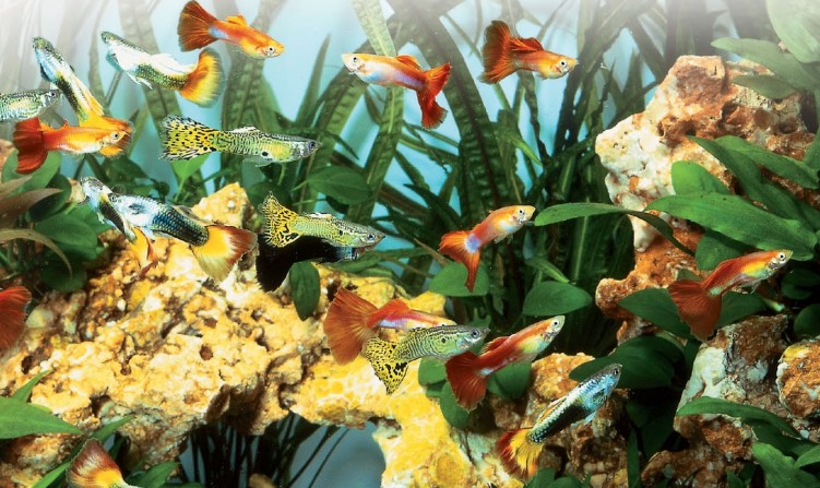 The design of the aquarium itself is influential in keeping the fish healthy. A wellplanned tank provides retreats for shy species and lessens the risk of bullying in more territorial species.
