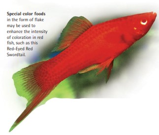 Special color foods in the form of flake may be used to enhance the intensity of coloration in red fish, such as this Red-Eyed Red Swordtail.
