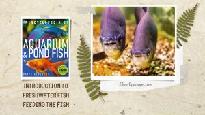 [Ebook] Encyclopedia of Aquarium & Pond Fish - Introduction to Freshwater Fish - Maintenance - Feeding the fish