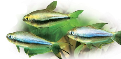 Emperor tetras (see p.100) are very sensitive to accumulations of nitrogenous compounds in the tank water. Regular partial water changes are therefore especially important for the well-being of these fish.